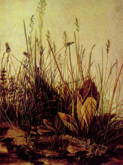 Травы. Этюд. 1503