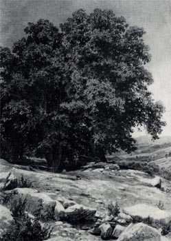 Крымские орешины. Уголь, мел. 1884. ГРМ